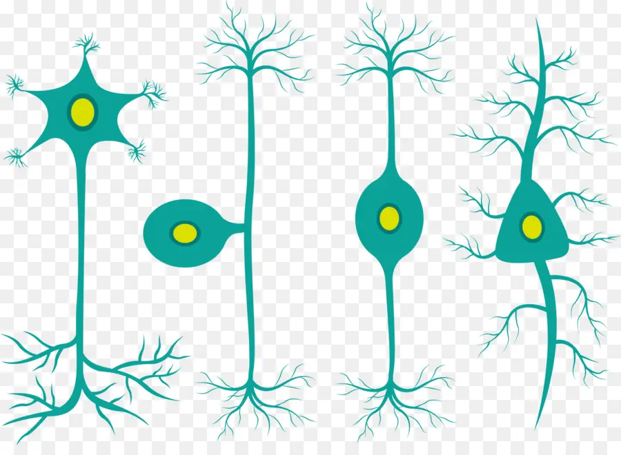 Neuron，Sel PNG