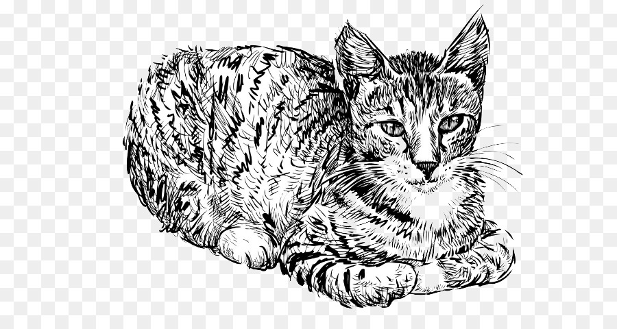 Kucing, Gambar, Pensil gambar png