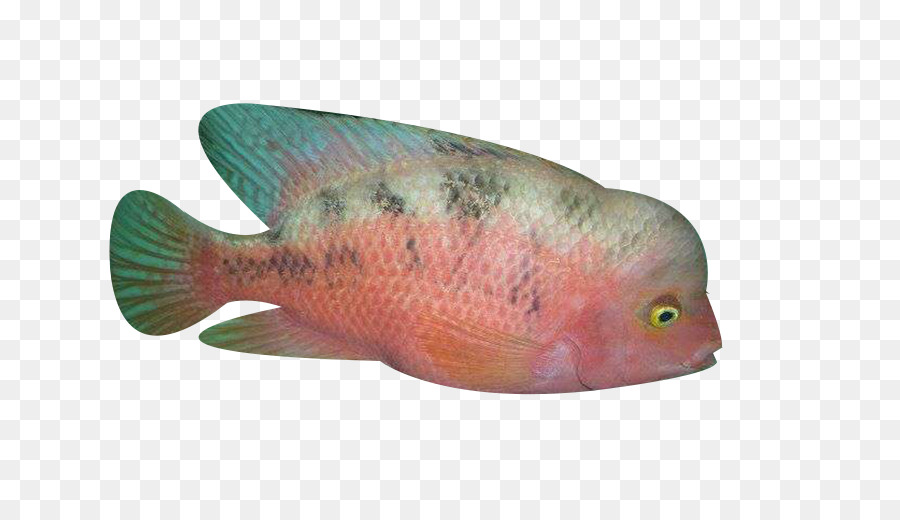 Ikan，Akuatik PNG