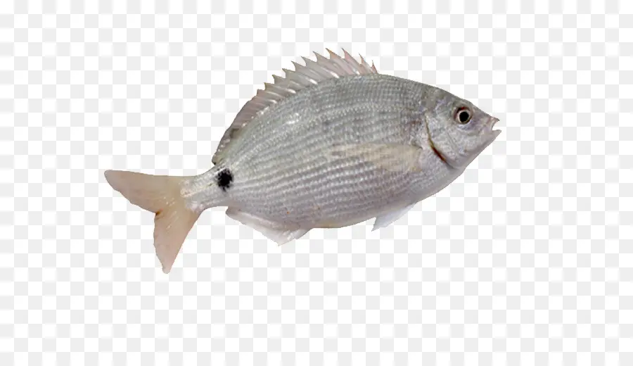 Ikan，Hidangan Laut PNG