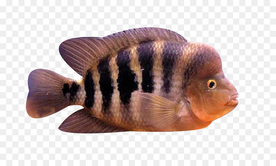 Ikan Berwarna Warni，Akuatik PNG