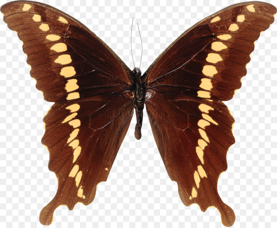 Kupu Kupu，Papilioninae PNG