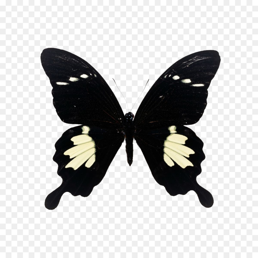 Kupu Kupu，Papilio Maackii PNG