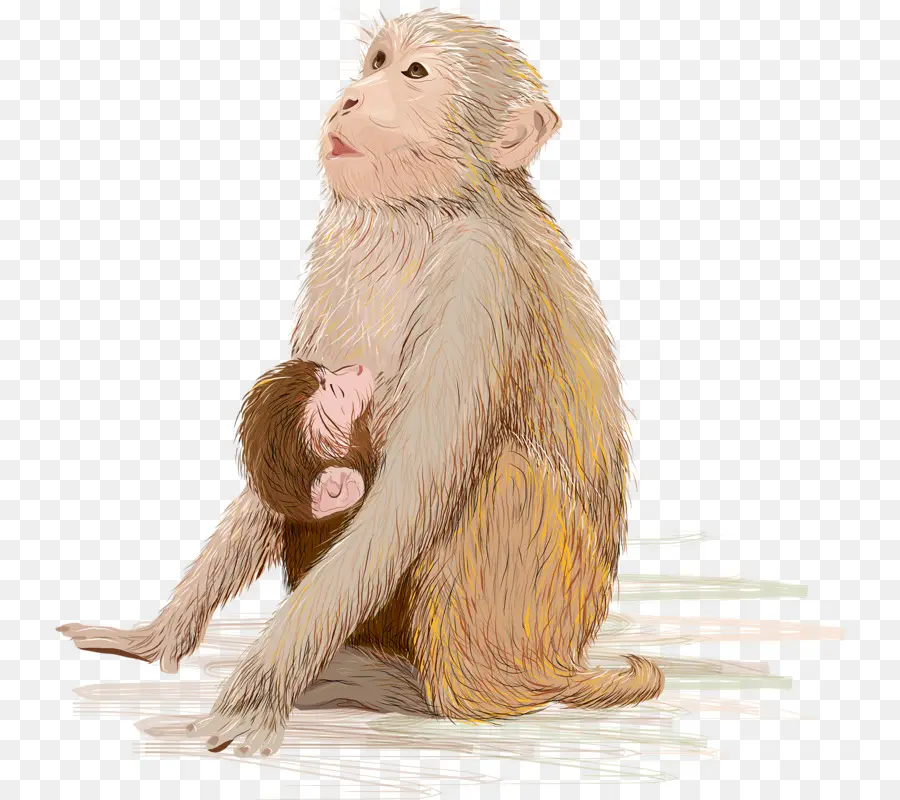 Bayi，Monyet PNG
