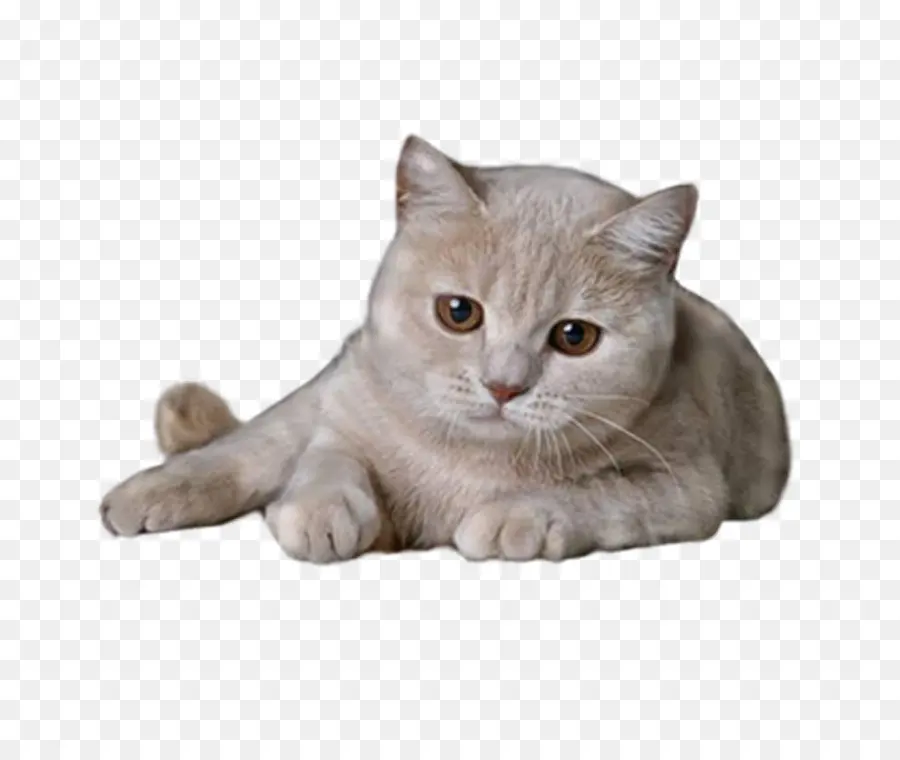 Kucing Lucu，Licik PNG