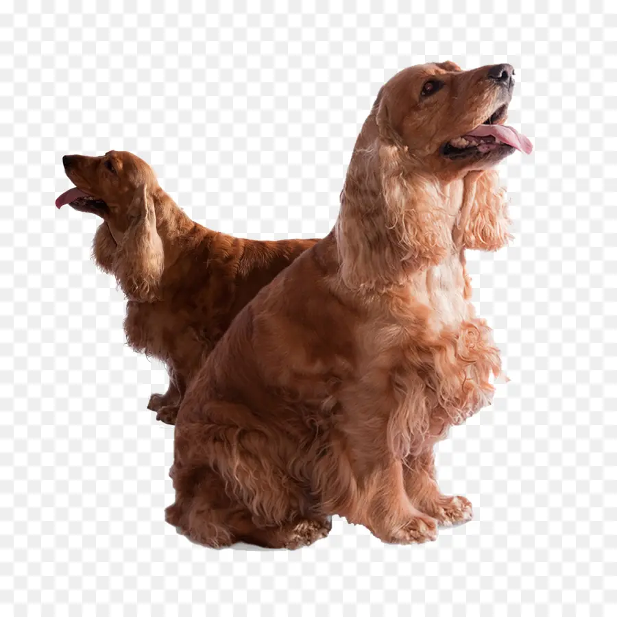 Anjing Cocker Spaniel，Cokelat PNG