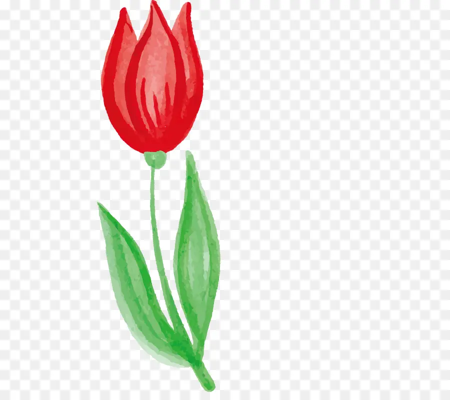 Tulip Merah，Bunga Tulp PNG