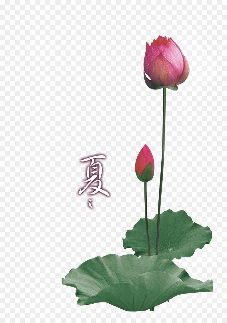 Nelumbo Nucifera，Dikemas Postscript PNG