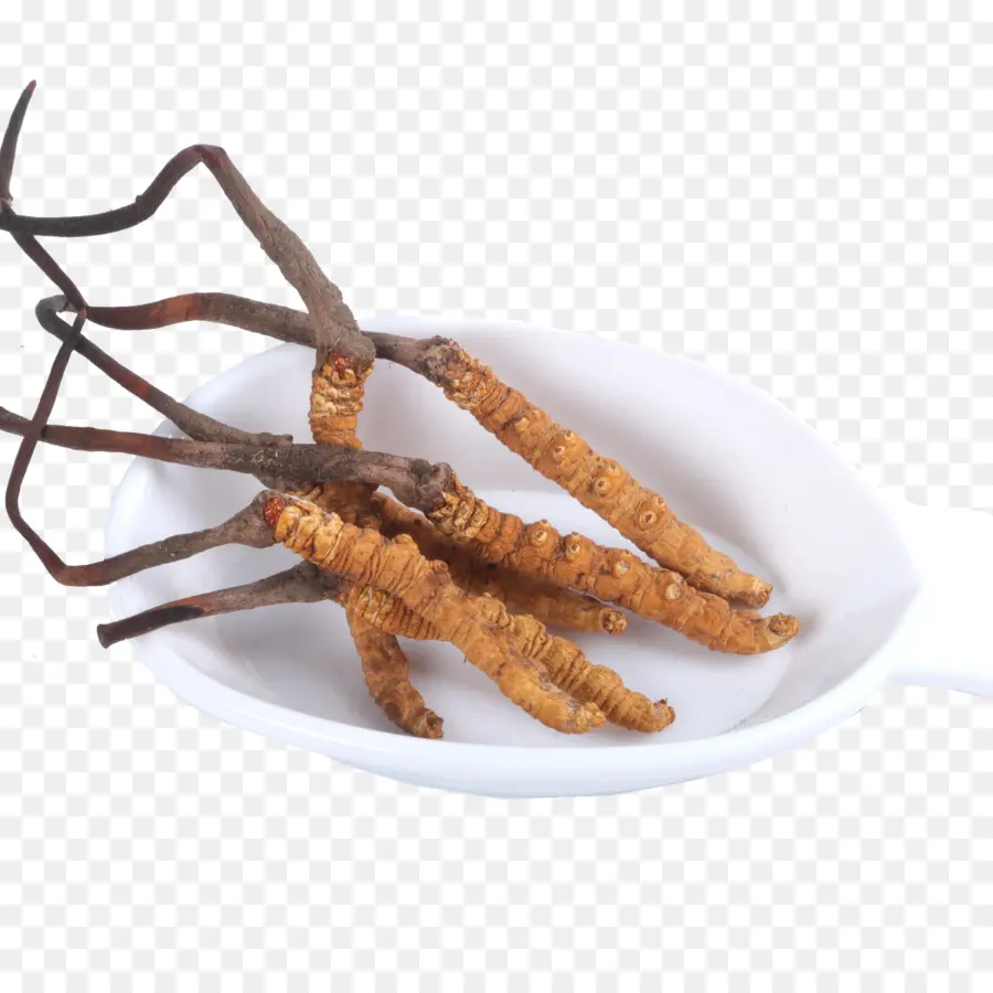 Cordyceps，Mangkuk PNG