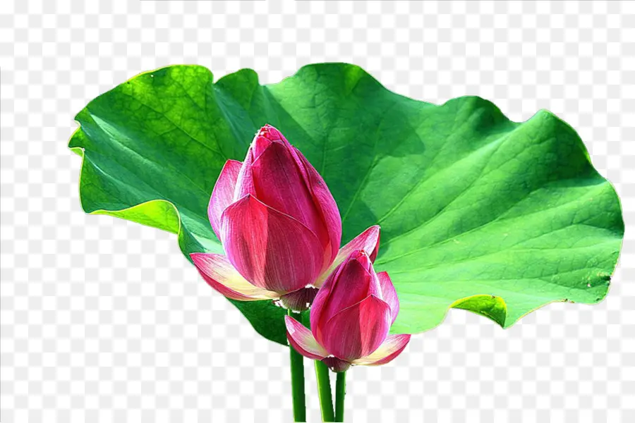 Nelumbo Nucifera，Daun PNG