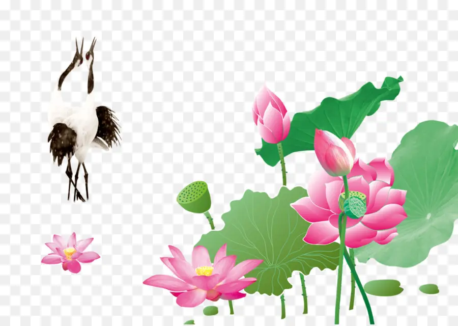 Fotografi，Nelumbo Nucifera PNG