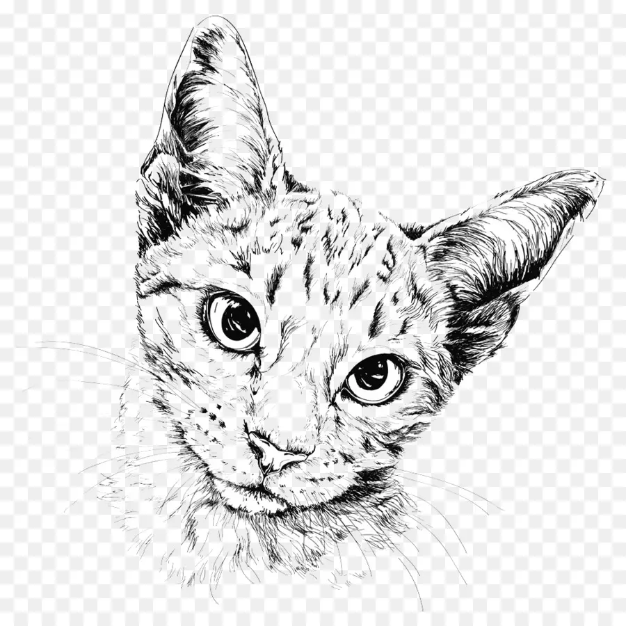 Kucing，Gambar PNG