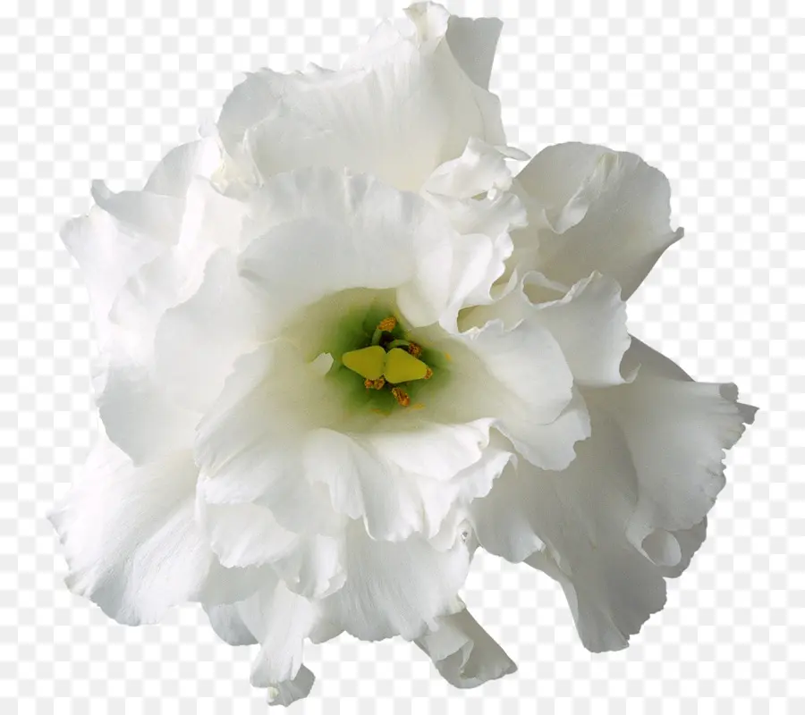 Putih，Bunga PNG