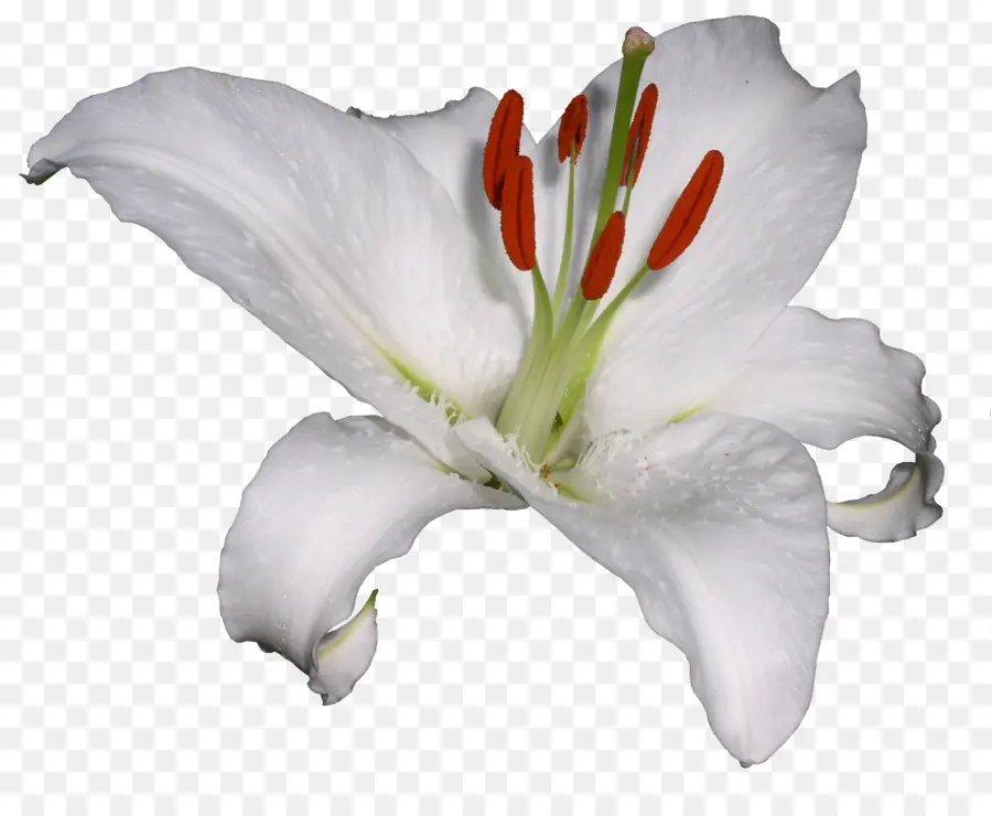 Lily，Hemerocallis Lilioasphodelus PNG