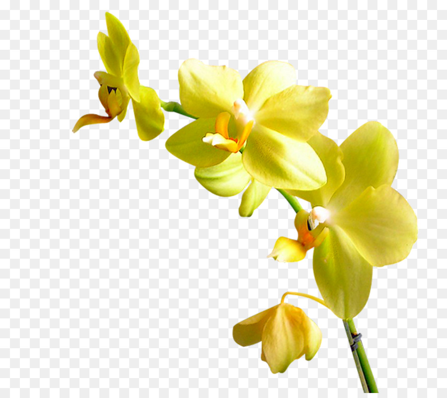 23+ Gambar Pola Bunga Anggrek - Gambar Bunga HD