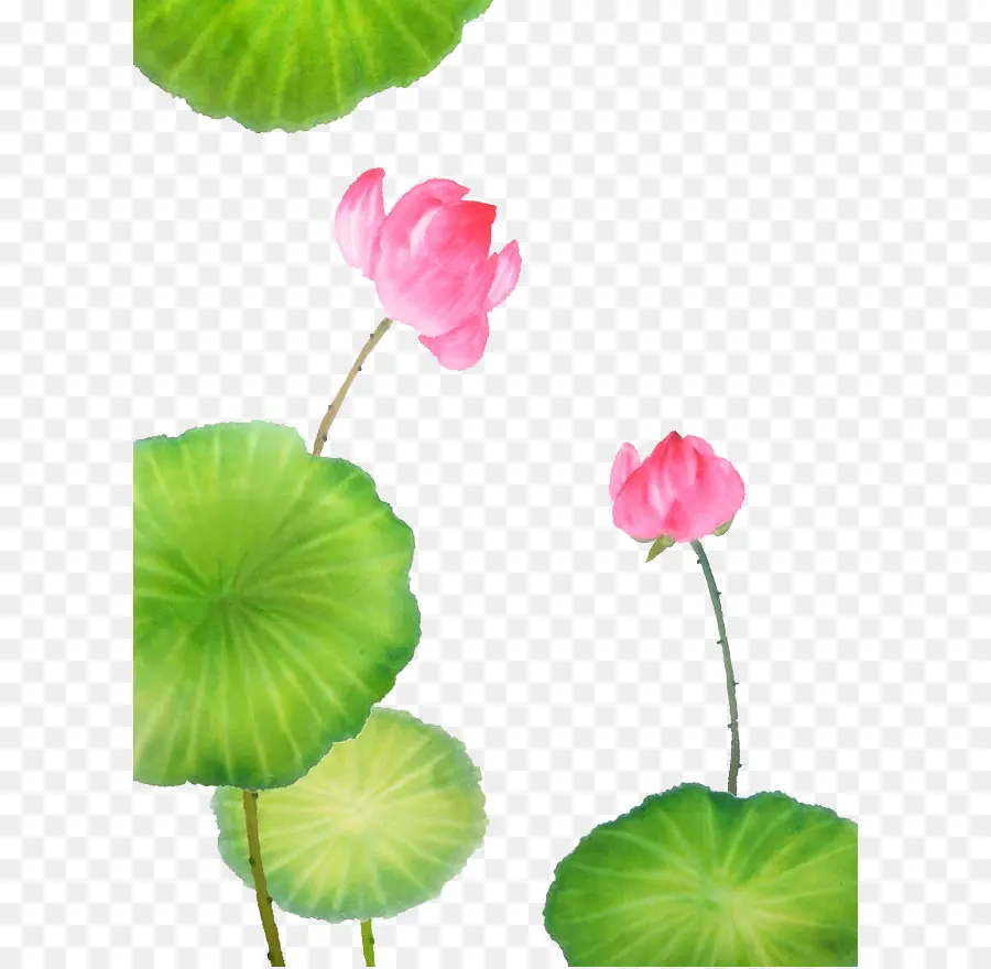 Nelumbo Nucifera，Buddhisme PNG