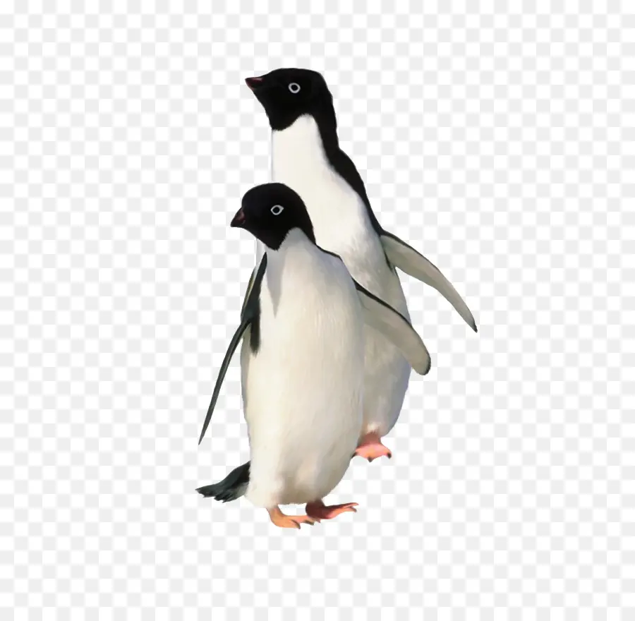 Penguin，Burung PNG