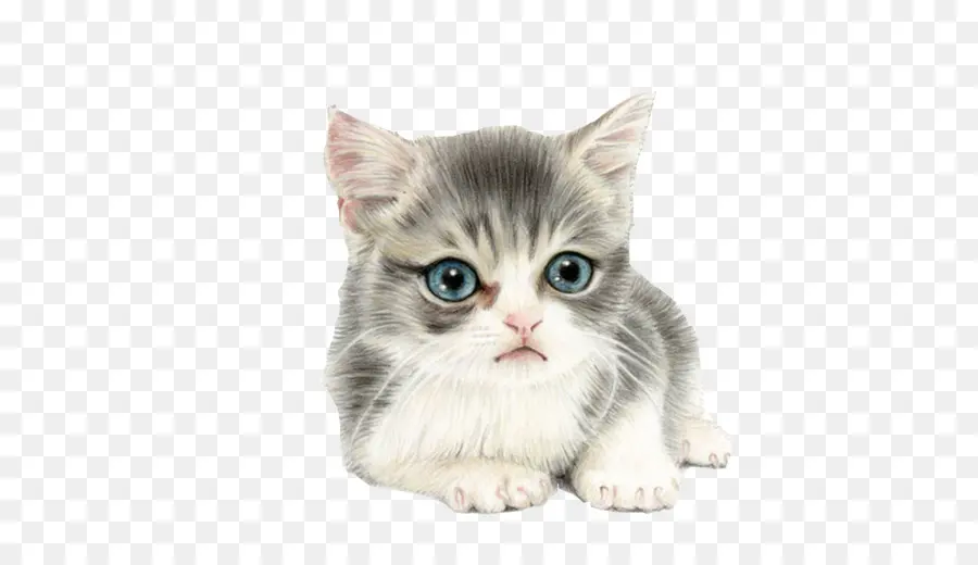 Anak Kucing，Imut Imut PNG