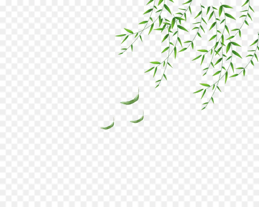 Daun，Willow PNG