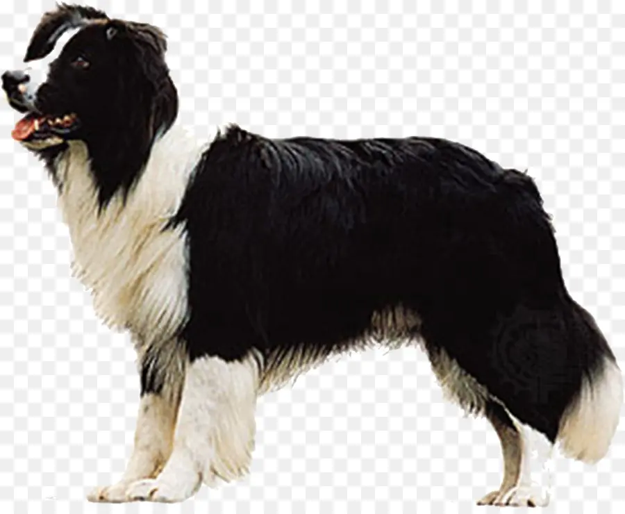 Border Collie，Shetland Shepdog PNG