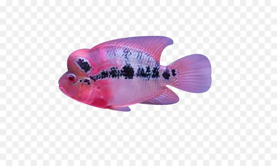 Ikan，Akuatik PNG