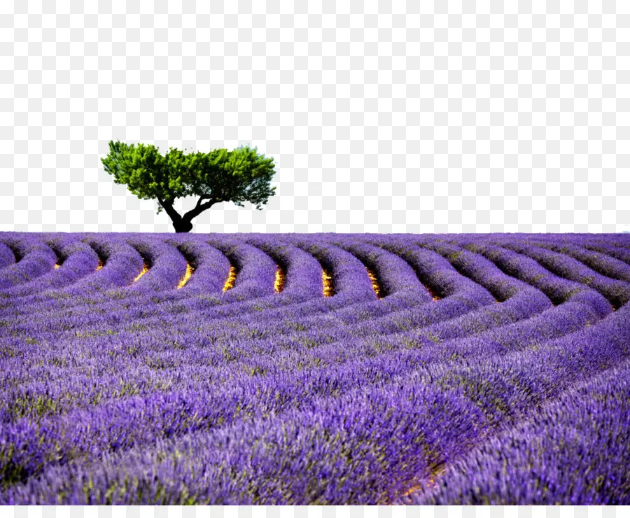 Provence，Lavender PNG