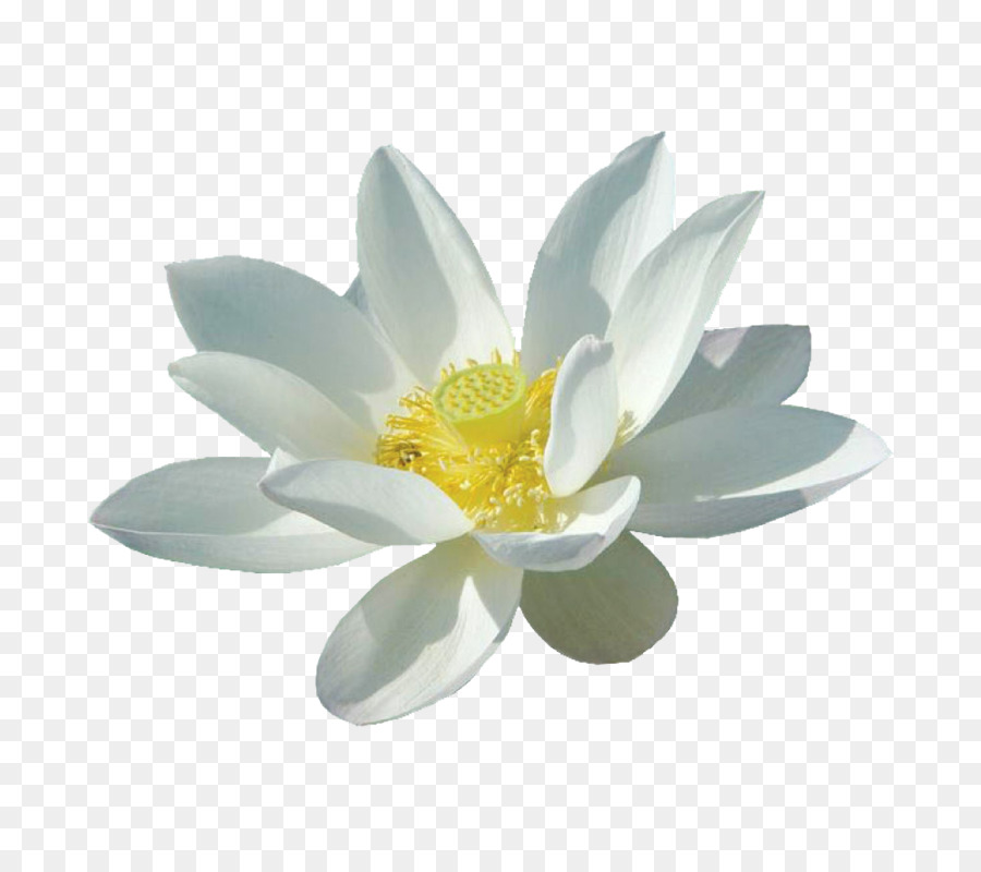 Nelumbo Nucifera Putih Bunga Gambar Png