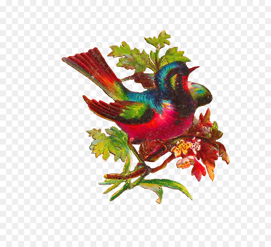 Burung，Lovebird PNG