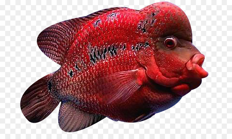 Kucing Ikan Ikan Lou Han Gambar Png