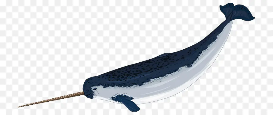 Narwhal，Arktik PNG