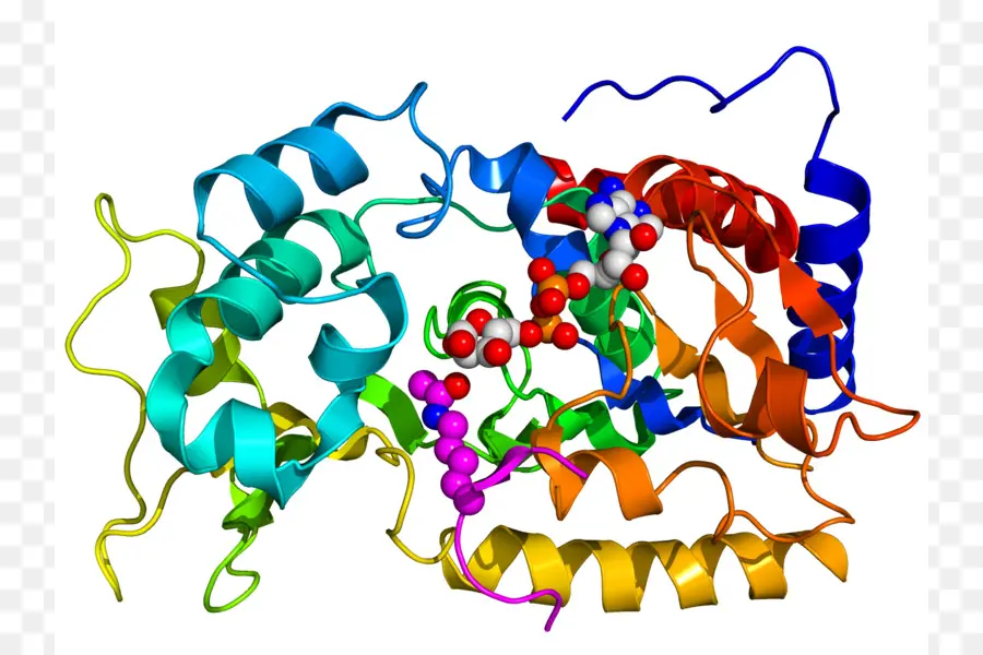 Struktur Protein，Molekul PNG