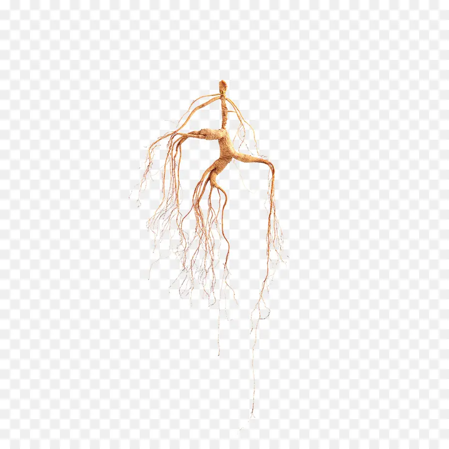 Akar Ginseng，Ginseng PNG