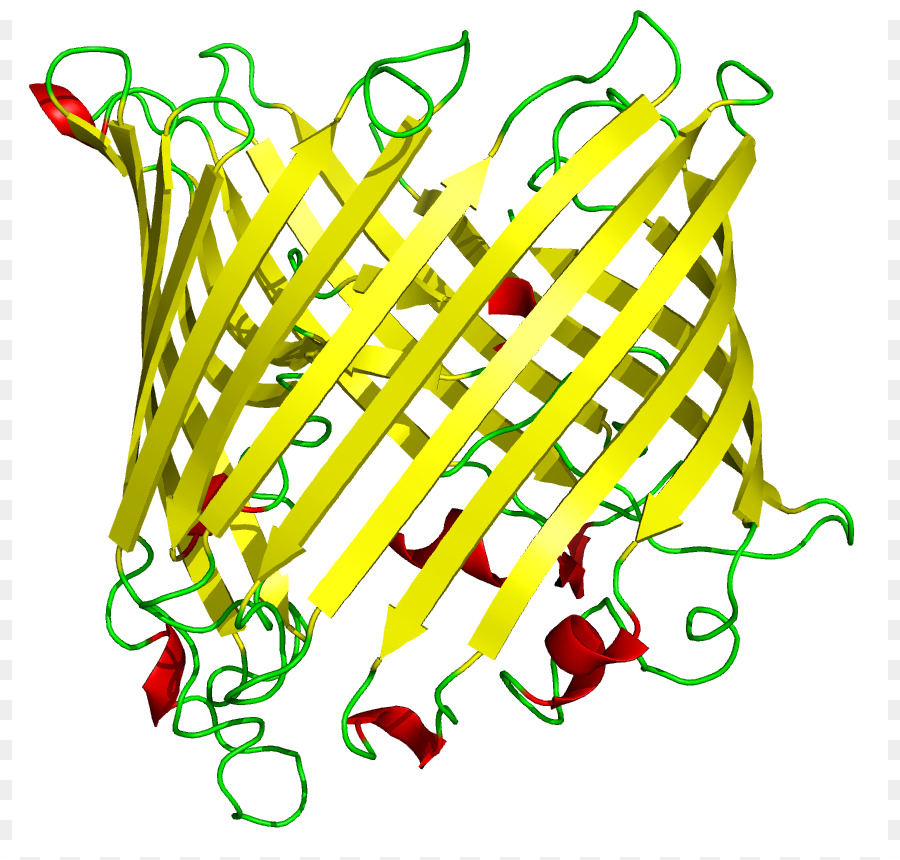 Beta Barrel，Lembar Beta PNG