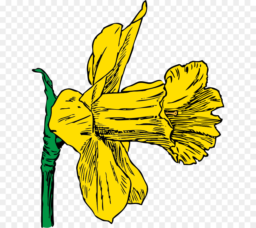 Daffodil，Gambar PNG