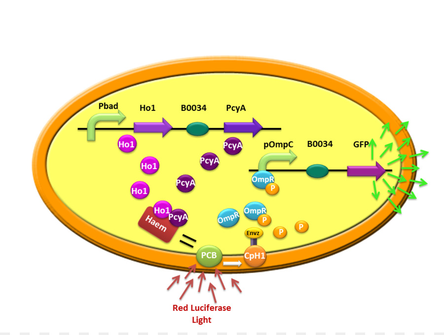 Bakteri，Plasmid PNG