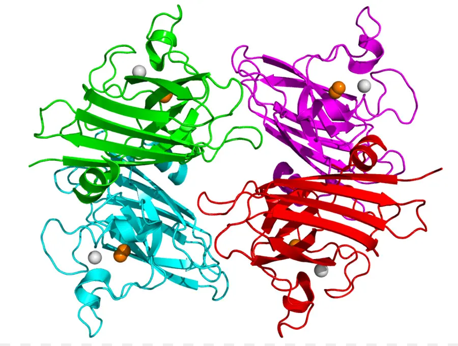 Struktur Protein，Molekul PNG