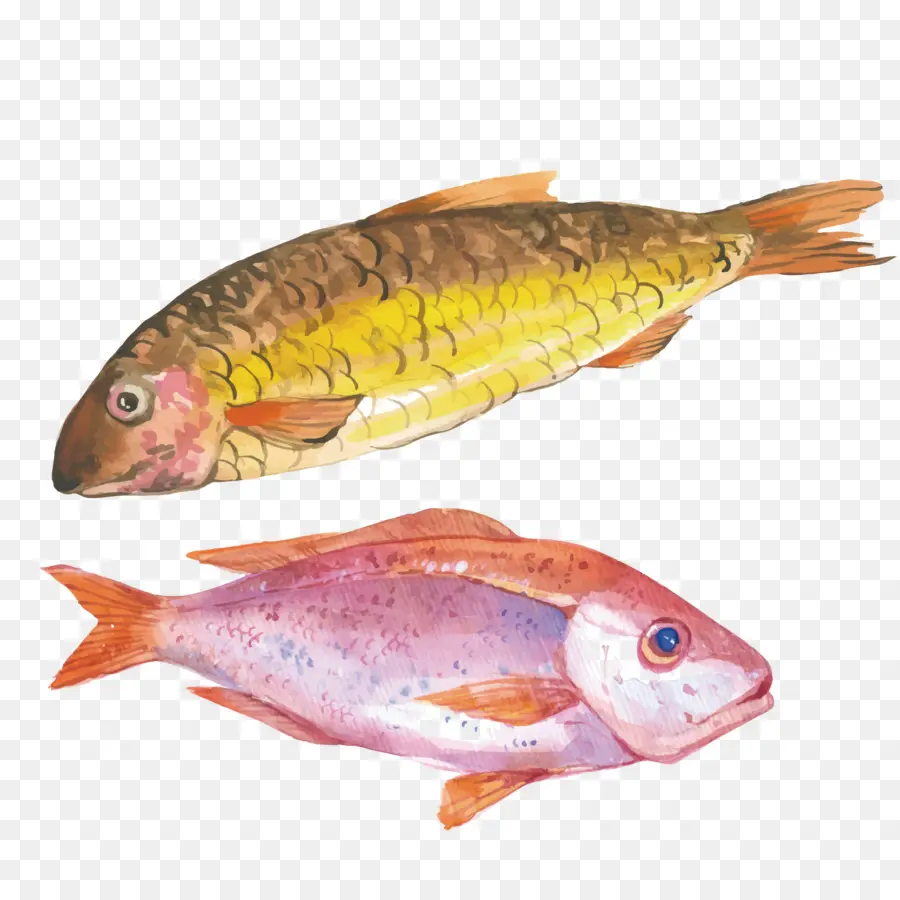 Ikan，Akuatik PNG