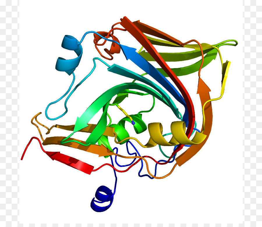 Struktur Protein，Molekul PNG