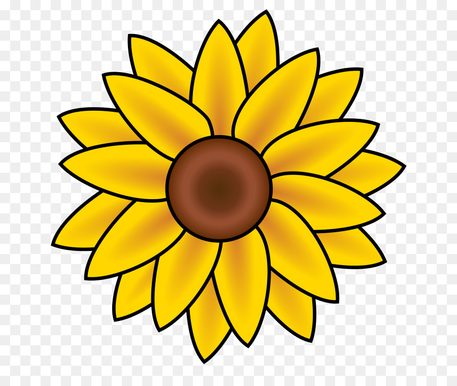 Umum Bunga Matahari，Konten Gratis PNG