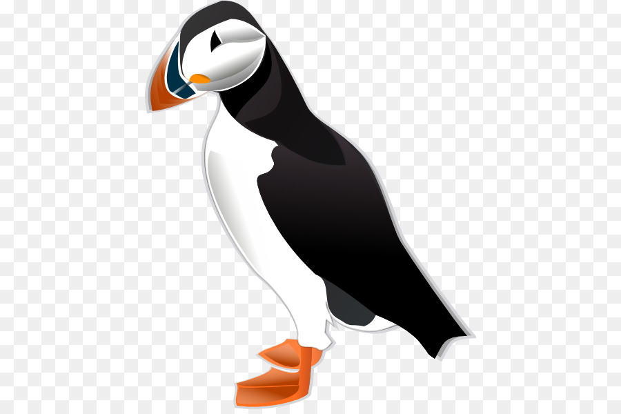 Burung Puffin，Burung Laut PNG