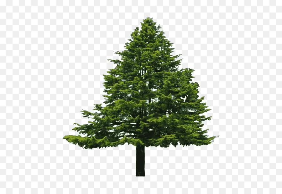 Abies Cilicica，Douglas Fir PNG