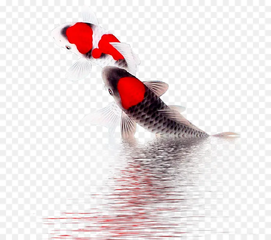 Ikan Koi，Air PNG