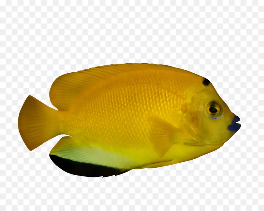 Ikan，Ikan Hias PNG