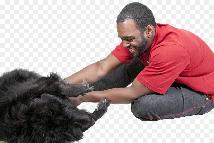 Labrador Retriever，Chow Chow PNG