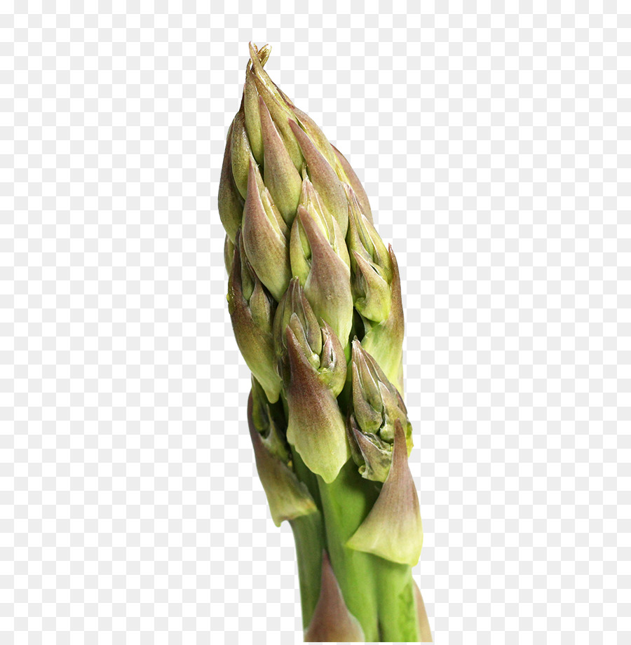 Asparagus，Hijau PNG