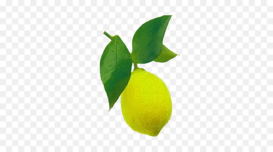 Lemon，Persia Kapur PNG