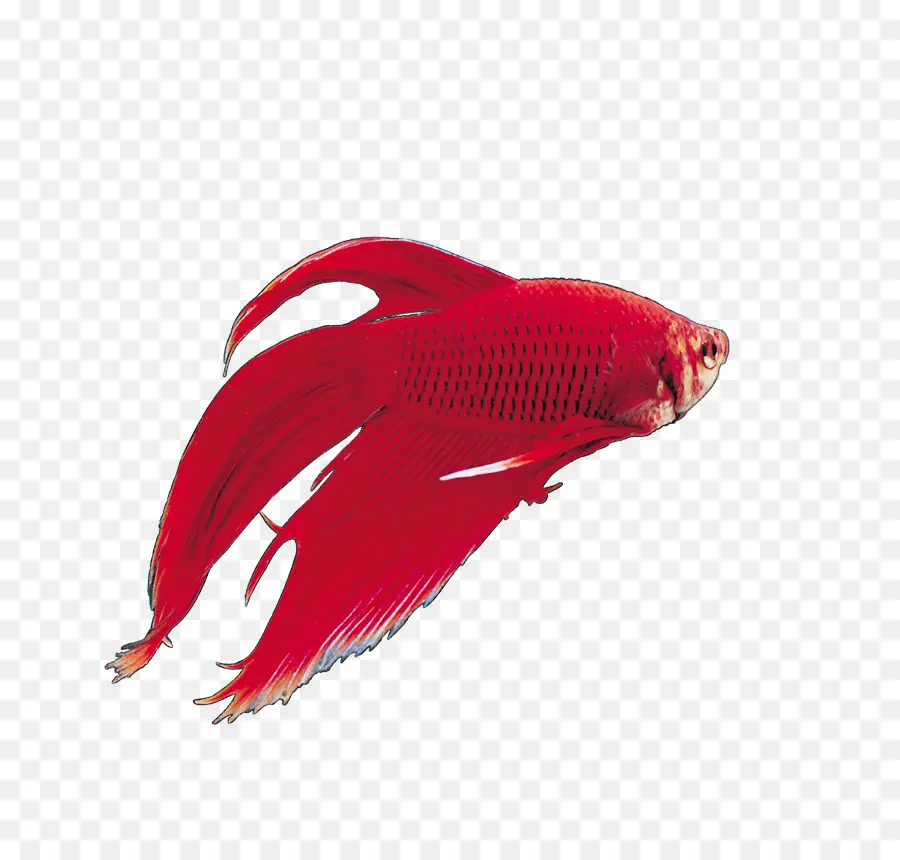 Koi，Carassius Auratus PNG