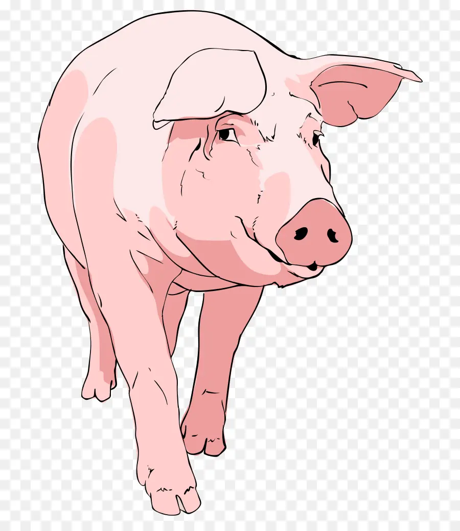 Babi，Peternakan PNG