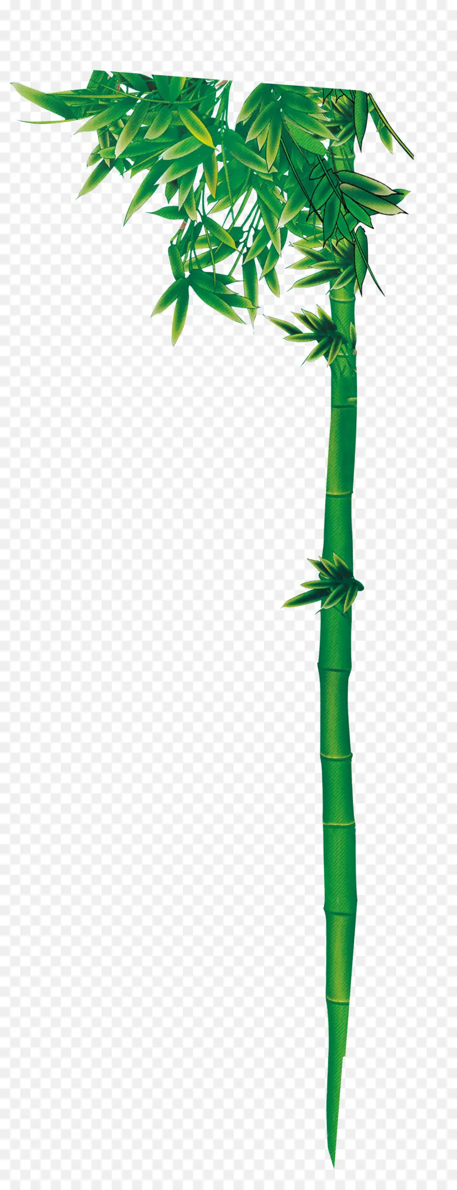 Gambar，Bambu PNG