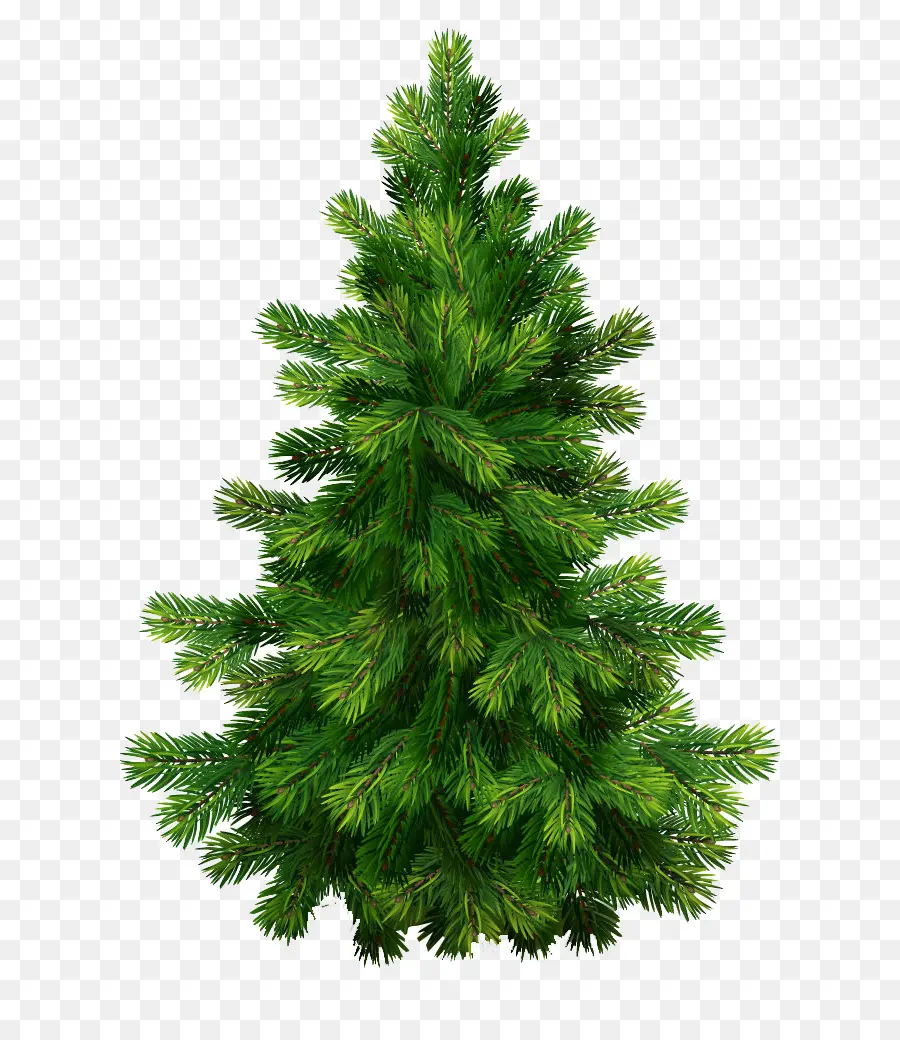 Pinus，Pohon Natal PNG